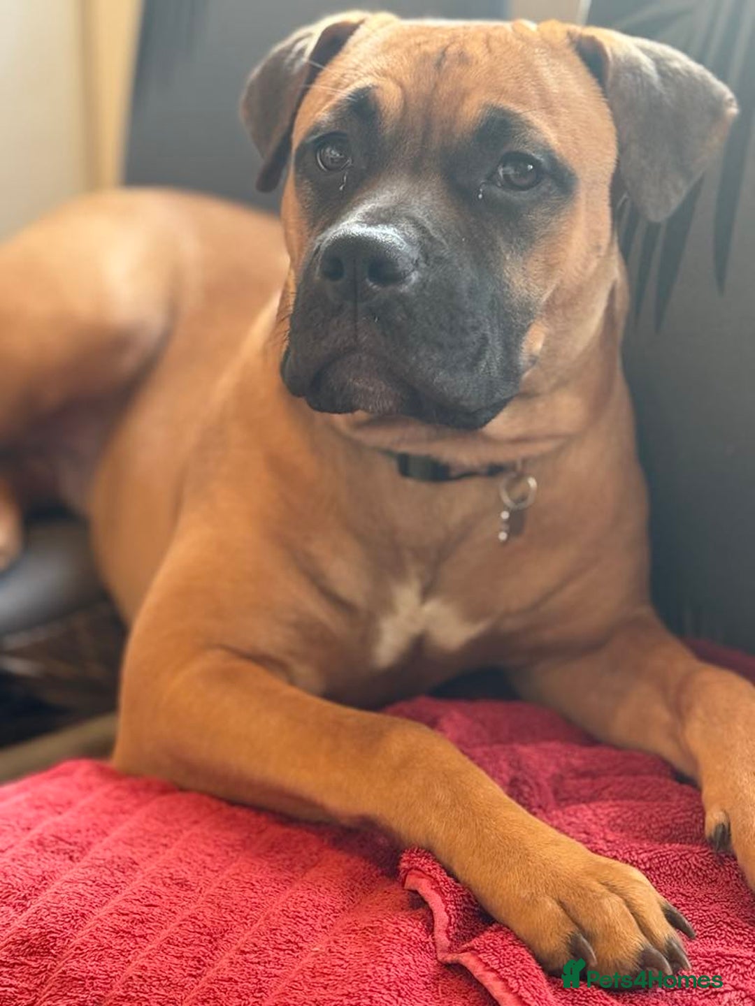 Mixed Breed dogs for sale: Male staff x - Advert 1