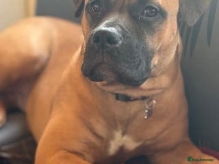 Mixed Breed dogs Male staff x - Advert 1