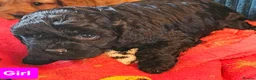 Cavapoo dogs for sale: Very beautiful cavapoo puppies for sale  - Advert 6