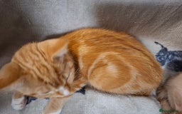 Domestic Shorthair cats for sale: 2 gorgeous ginger boys🌟 - Image 6