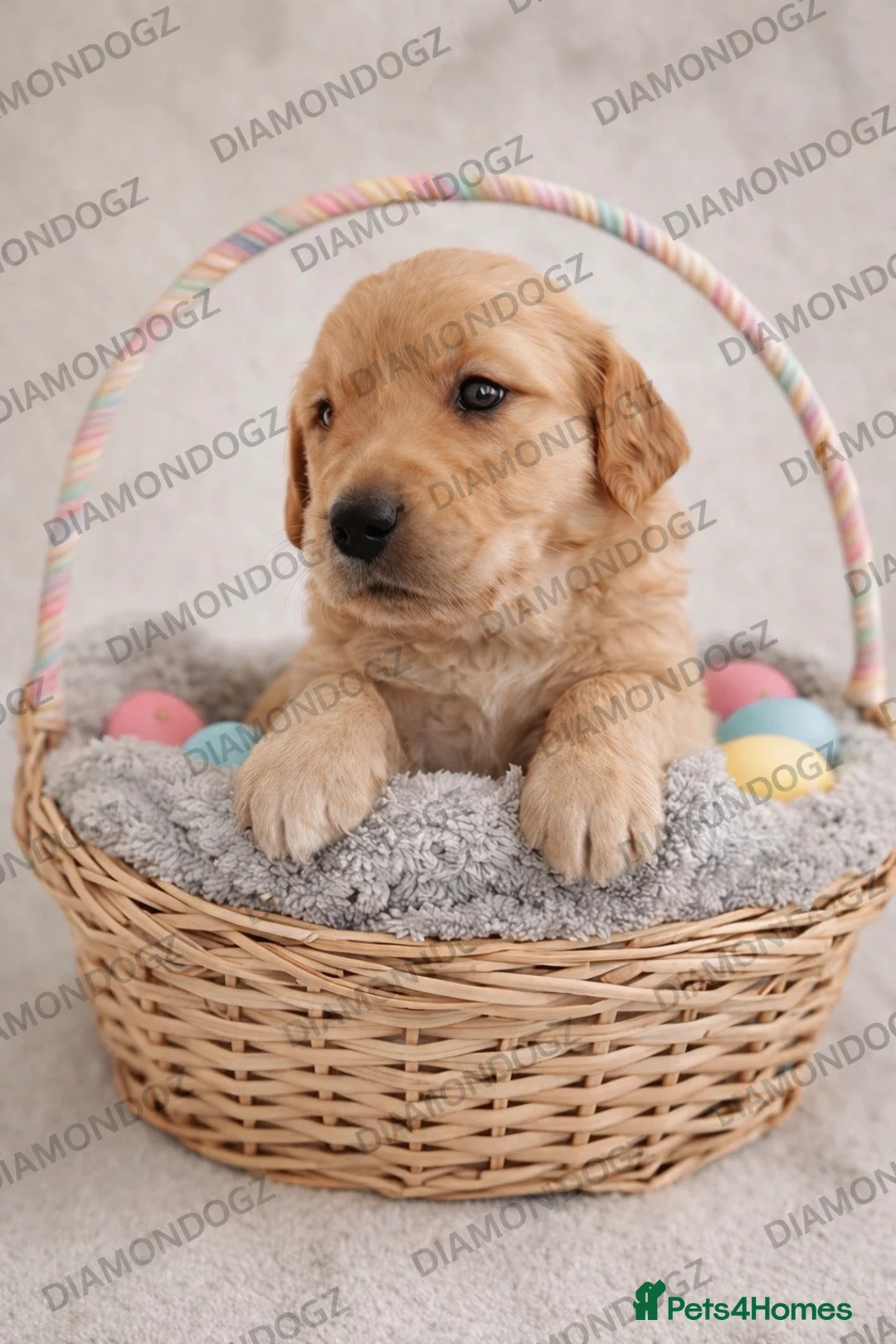 Golden Retriever dogs for sale: Gorgeous Golden Retriever Pups - Advert 2