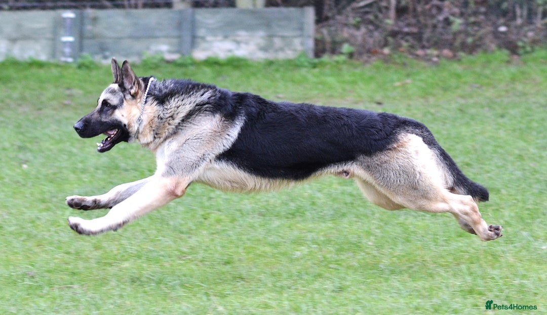 German Shepherd dogs for sale: ⚡RARE EAST EUROPEAN SHEPHERD PUPPIES AVAILABLE⚡ - Image 19