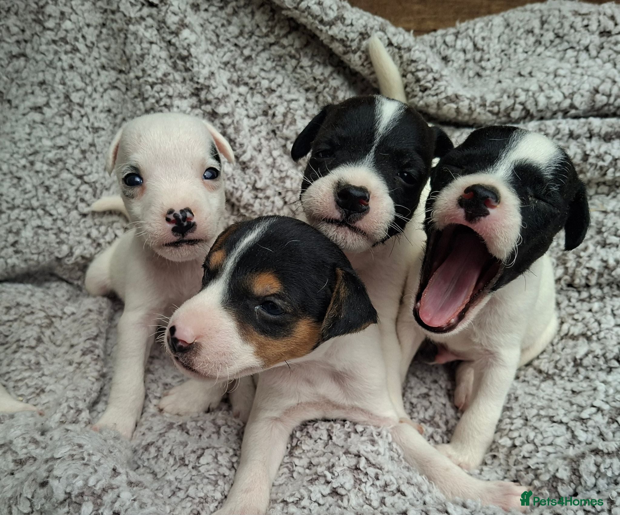 Jack Russell dogs Outstanding Jack Russel puppies - Advert 1