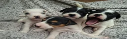 Jack Russell dogs for sale: Outstanding Jack Russel puppies - Advert 1