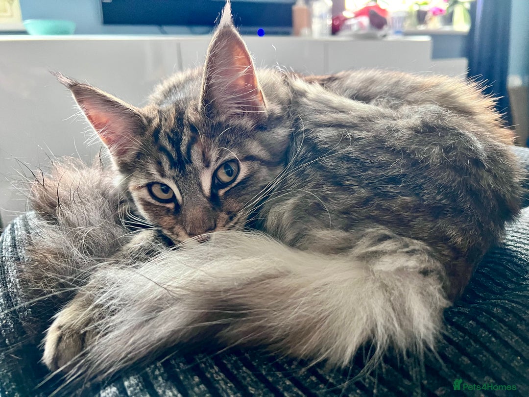 Maine Coon cats for sale: Stunning Maine Coon cross kittens - Advert 11