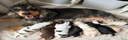 Cocker Spaniel dogs for sale: Beautiful KC Show cockers  - Advert 2
