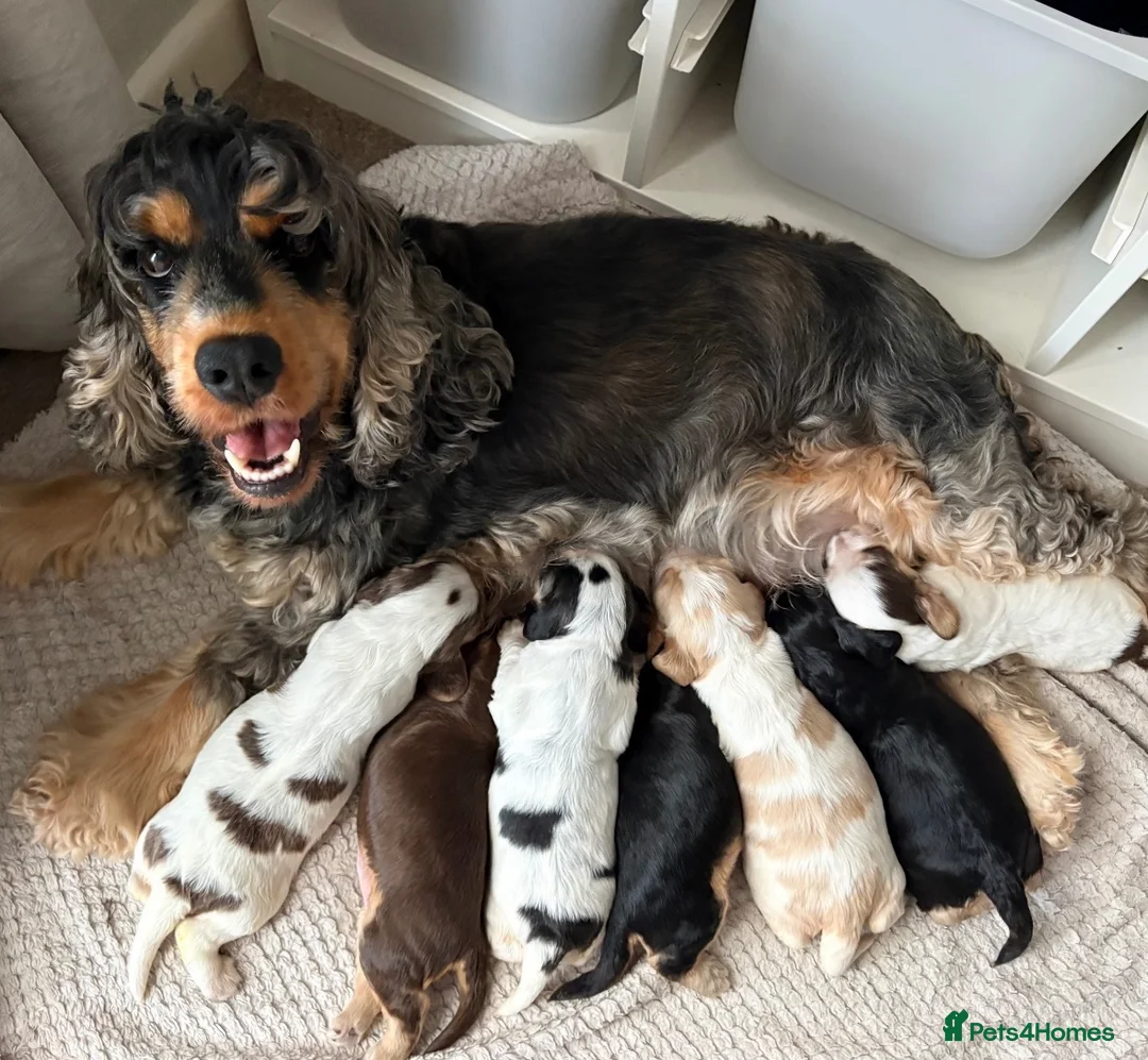 Cocker Spaniel dogs for sale: Beautiful KC Show cockers  - Advert 2