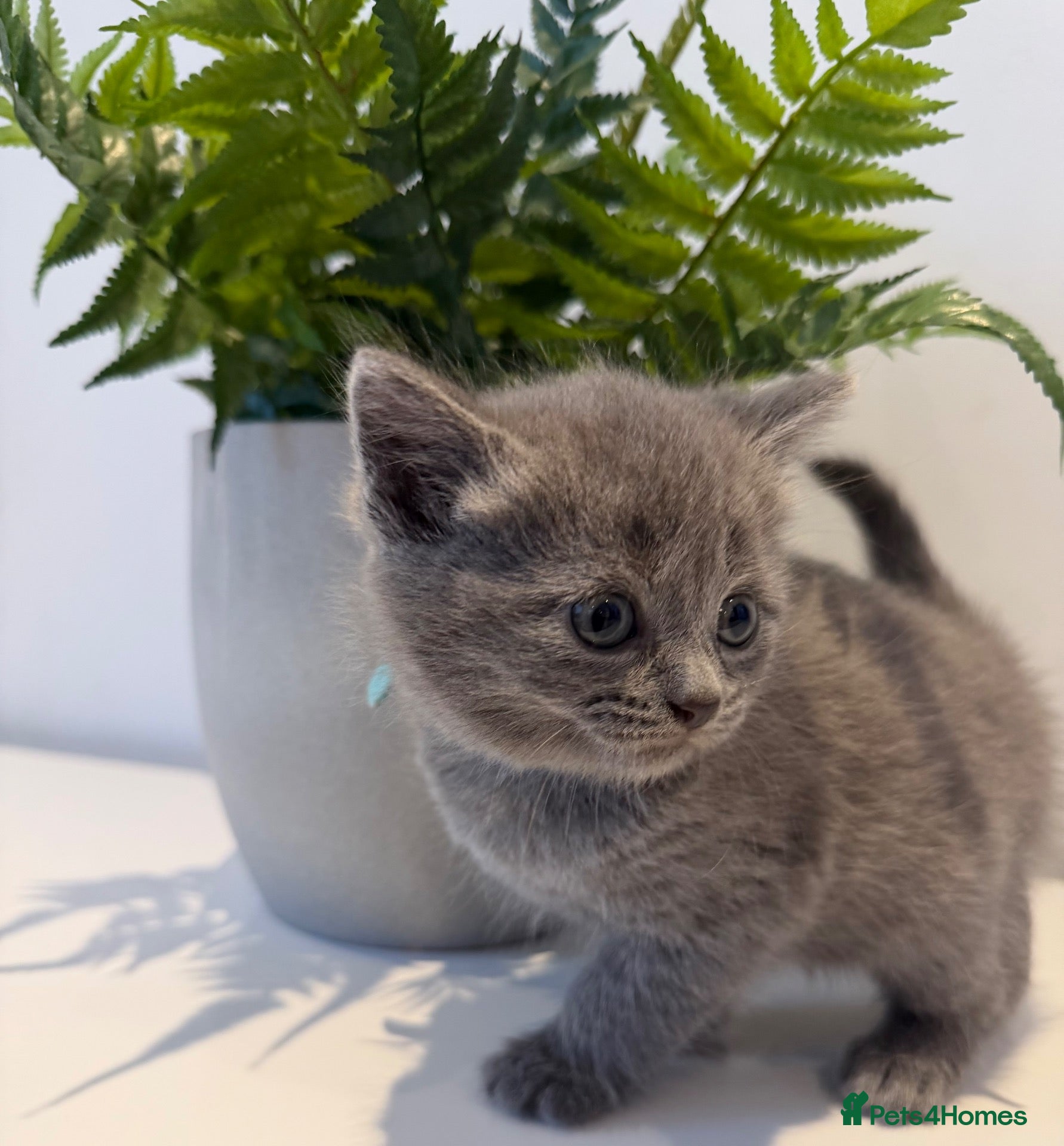 Scottish Fold cats Scottish kittens  - Advert 2