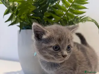 Scottish Fold cats Scottish kittens - Advert 2