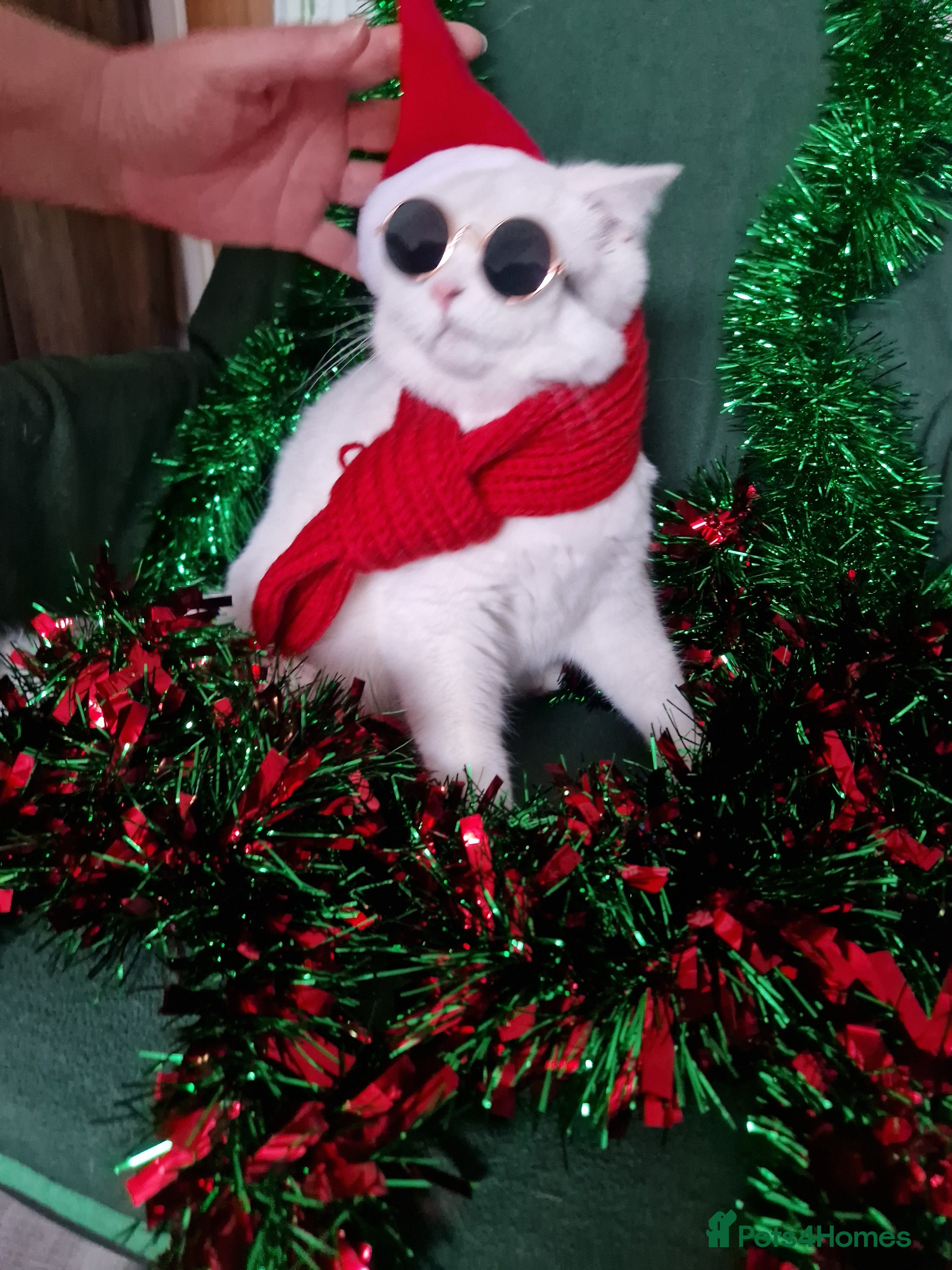 British Shorthair cats Striking snow white FLAMINGO BSH in London - Advert 1