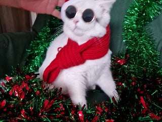 British Shorthair cats Striking snow white FLAMINGO BSH in London - Advert 12