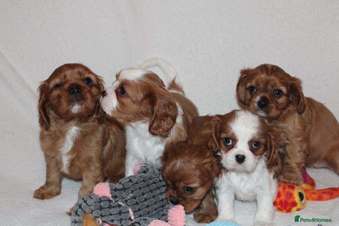 Cavalier King Charles Spaniel dogs for sale: Gorgeous Cavalier King Charles Spaniel puppies - Image 4