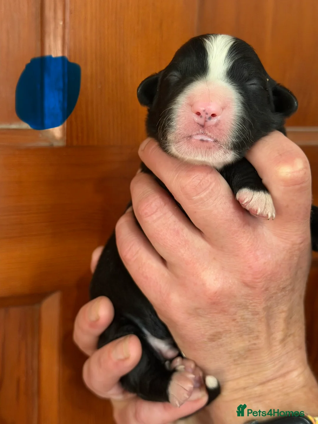 Bernese Mountain Dog dogs for sale: Bernese mountain dog x labernese puppies - Advert 9