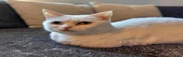 Munchkin cats for sale: Exceptional Quality & Extremely Rare Minuets - Advert 10