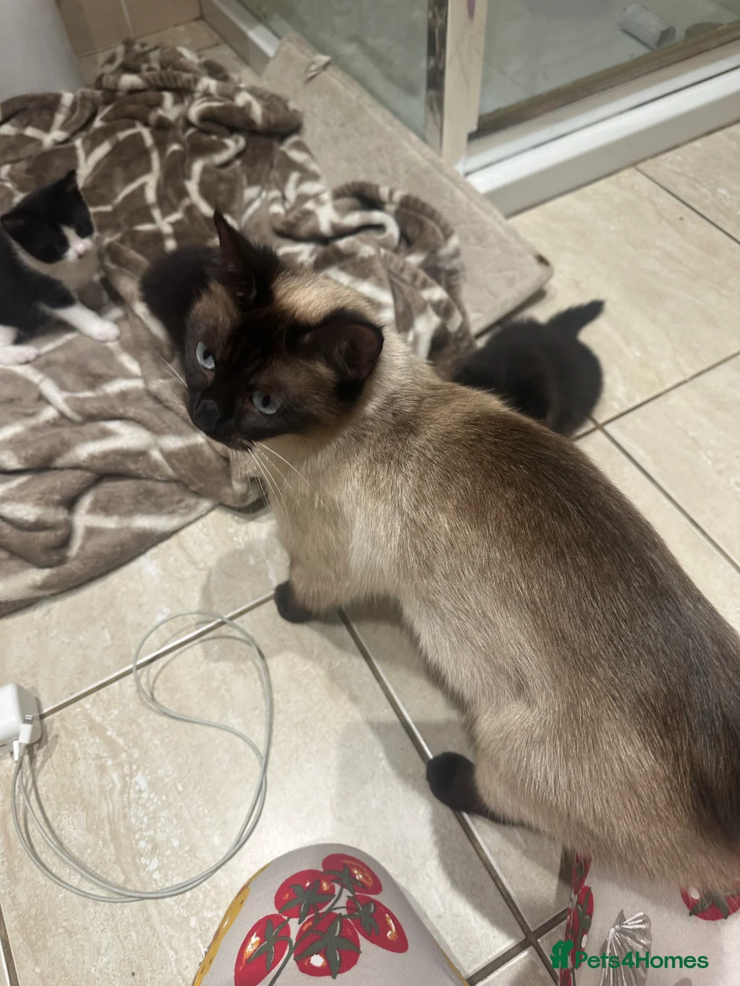 Mixed Breed cats for sale: Beautiful tuxedo kitten for sale - Advert 2