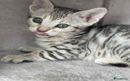 Bengal cats for sale: 🐾 Pedigree tica registered Bengal Kittens - Image 15