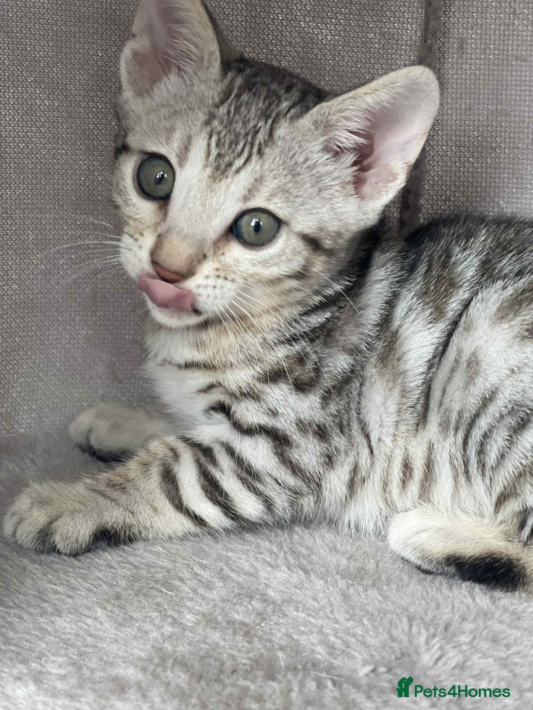 Bengal cats for sale: 🐾 Pedigree tica registered Bengal Kittens - Image 15