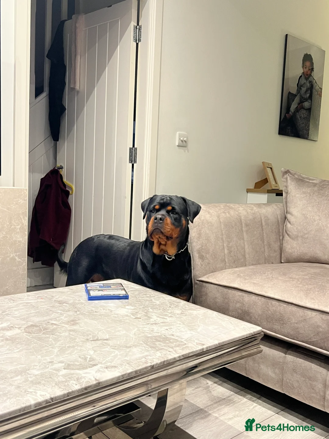 Rottweiler dogs for sale: Champion Line Male Rottweiler  - Advert 2