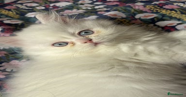Persian cats - Advert 10