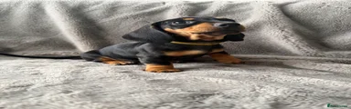Miniature Dachshund Puppy - Black & Tan 