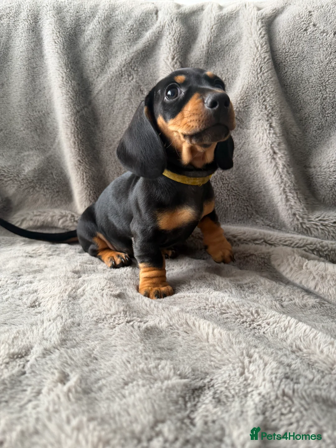 Miniature Dachshund dogs for sale: Miniature Dachshund Puppies - Advert 2