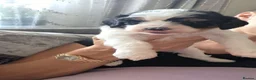 Cavapoo dogs for sale: Ready to go  !!Beautiful cavapoo puppies  - Advert 11