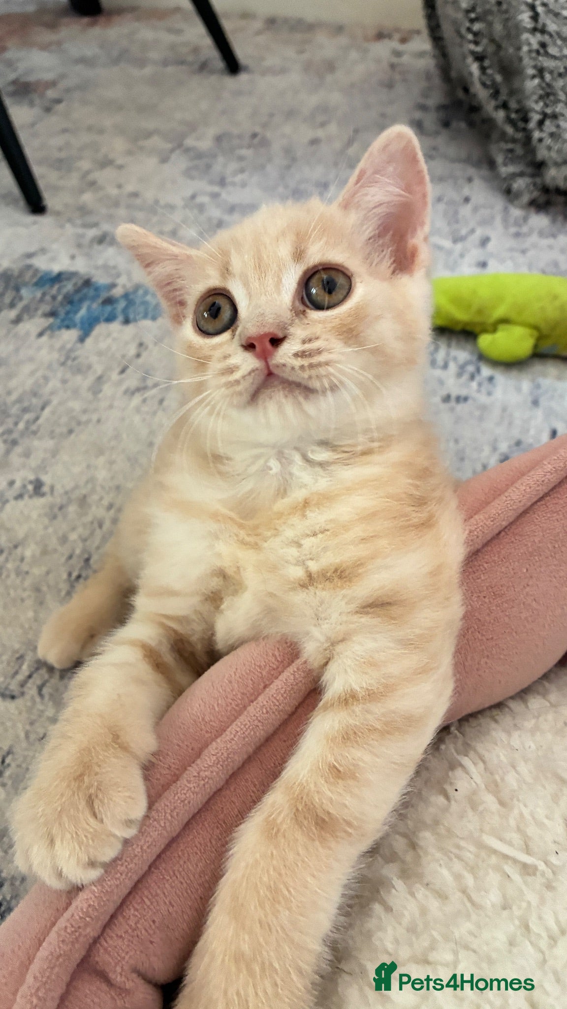 Scottish Fold cats Beautiful Scottish Fold /straight kittens 💕🩵 - Advert 2