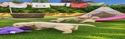 Golden Retriever dogs for sale: Exceptional Golden Retriever Puppies 🐾 - Advert 13