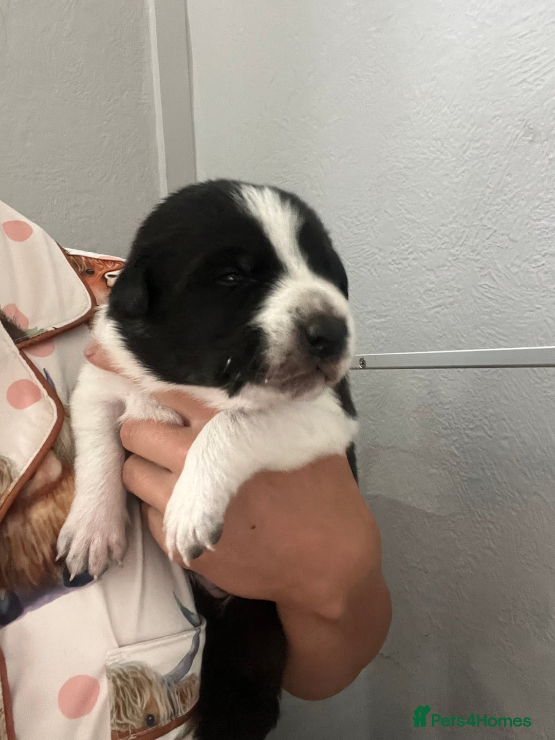 Border Collie dogs for sale: Border collie puppies  - Image 6