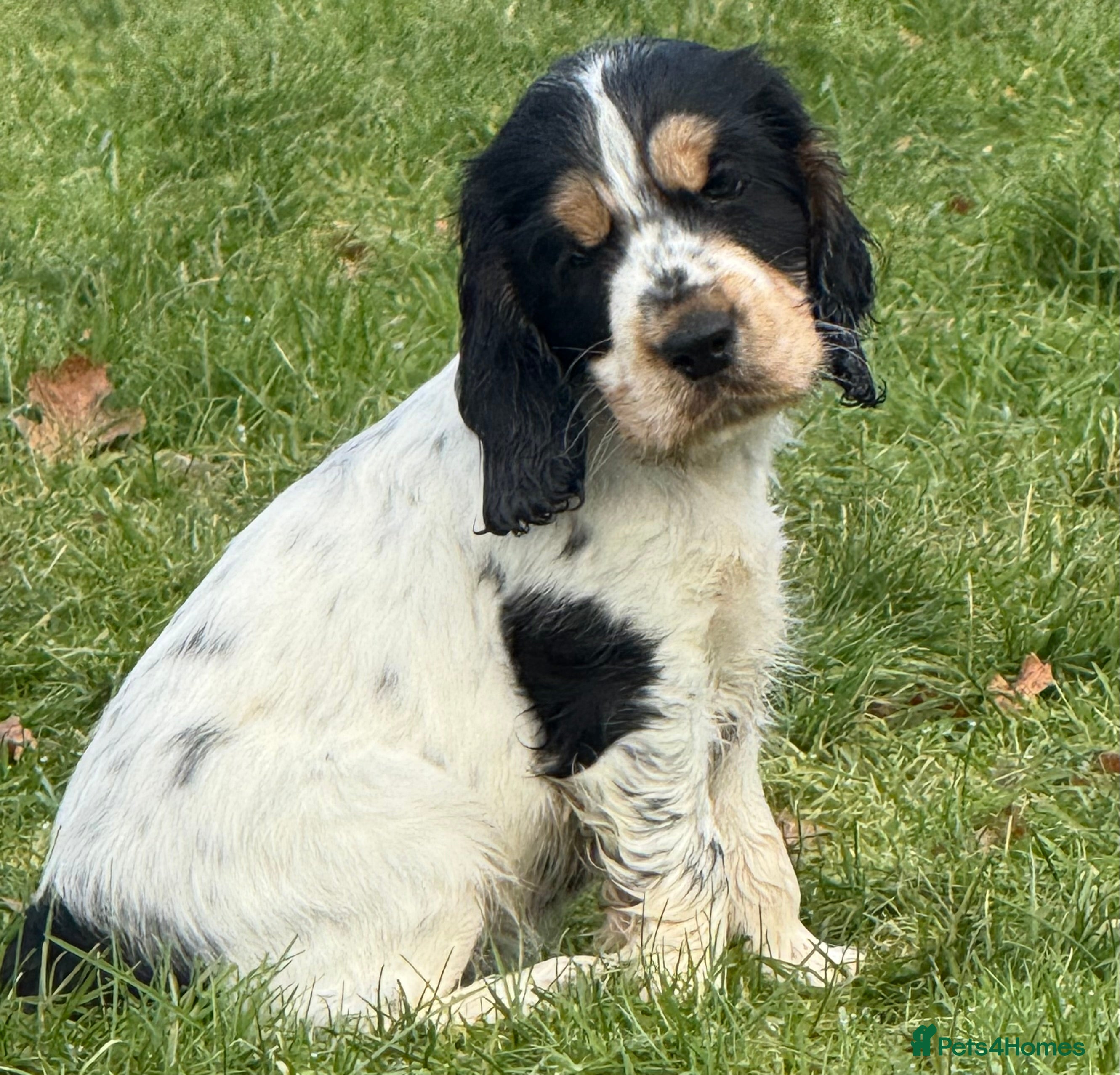 Cocker Spaniel dogs Kc Show type Cocker Spaniels  - Advert 12