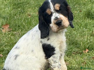 Cocker Spaniel dogs Kc Show type Cocker Spaniels - Advert 6