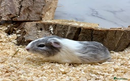 Guinea Pig rodents for sale: Lots of Baby Guinea Pigs for sale - Image 6