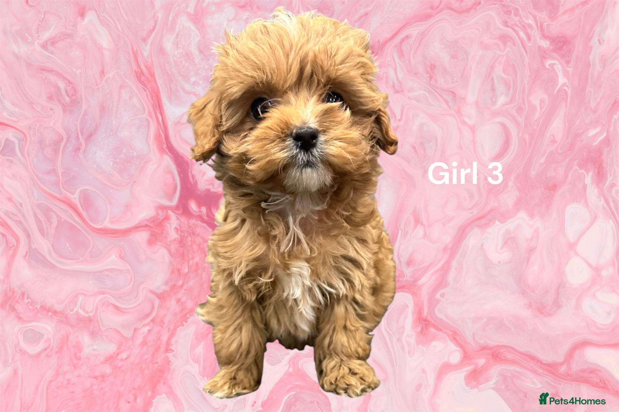 Cavapoo dogs ** TOY CAVAPOO PUPPIES DNA BVA/PRA CLEAR ** - Advert 2