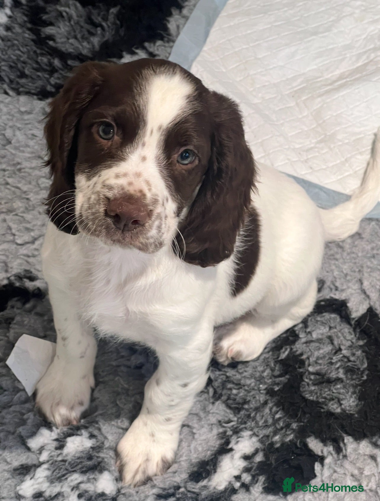 English Springer Spaniel dogs HEALTH TESTED QUALITY ENGLISH SPRINGER SPANIELS  - Advert 2