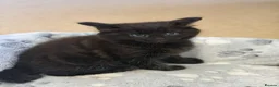 Mixed Breed cats for sale:     Fluffy Black Male Kitten for sale  - Advert 4