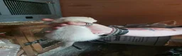 Ferret rodents for sale: Ferret Kits for sale - Advert 7