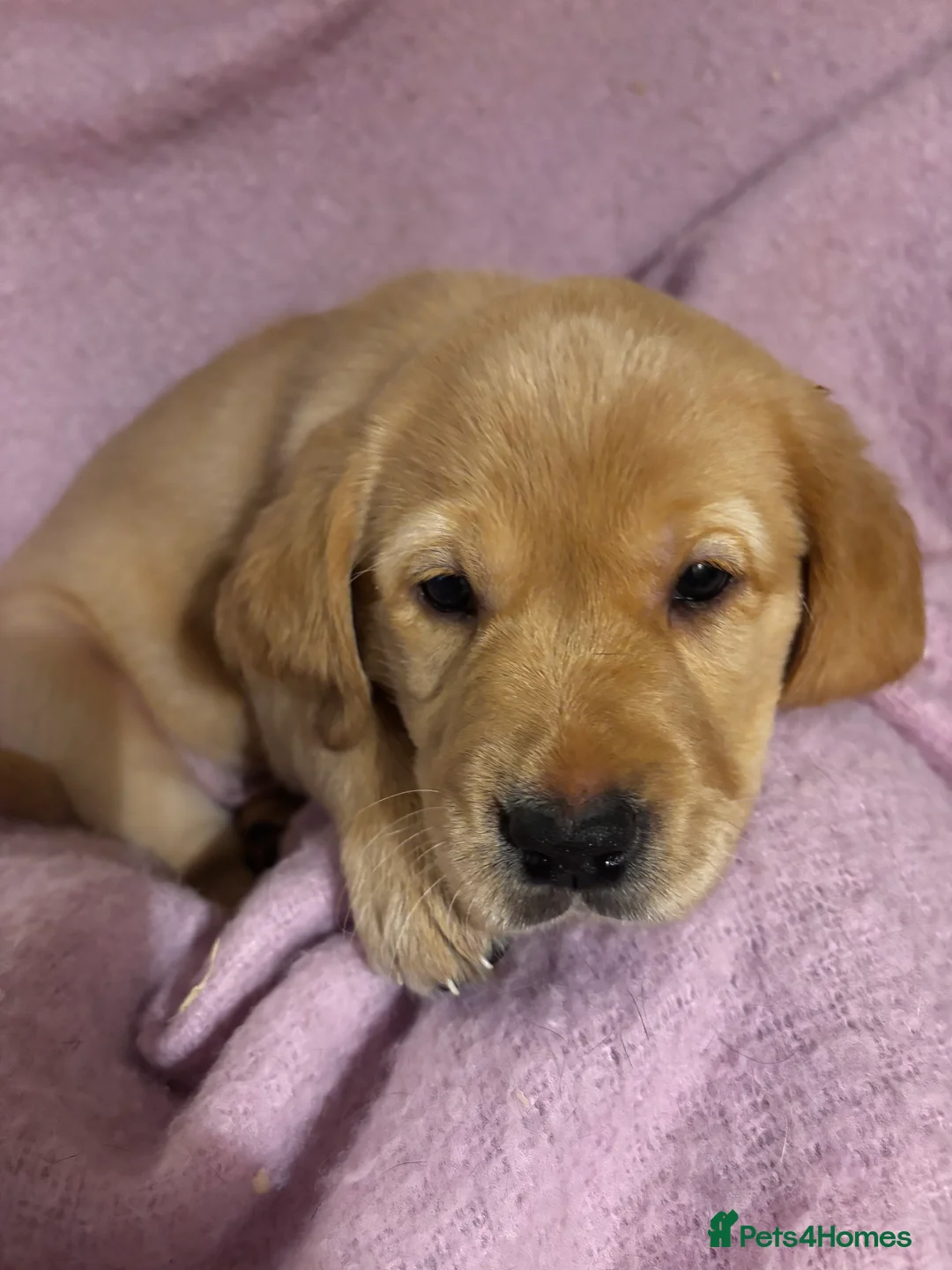 Goldador dogs for sale: Goldador puppies with a dash of dalmation  - Advert 11