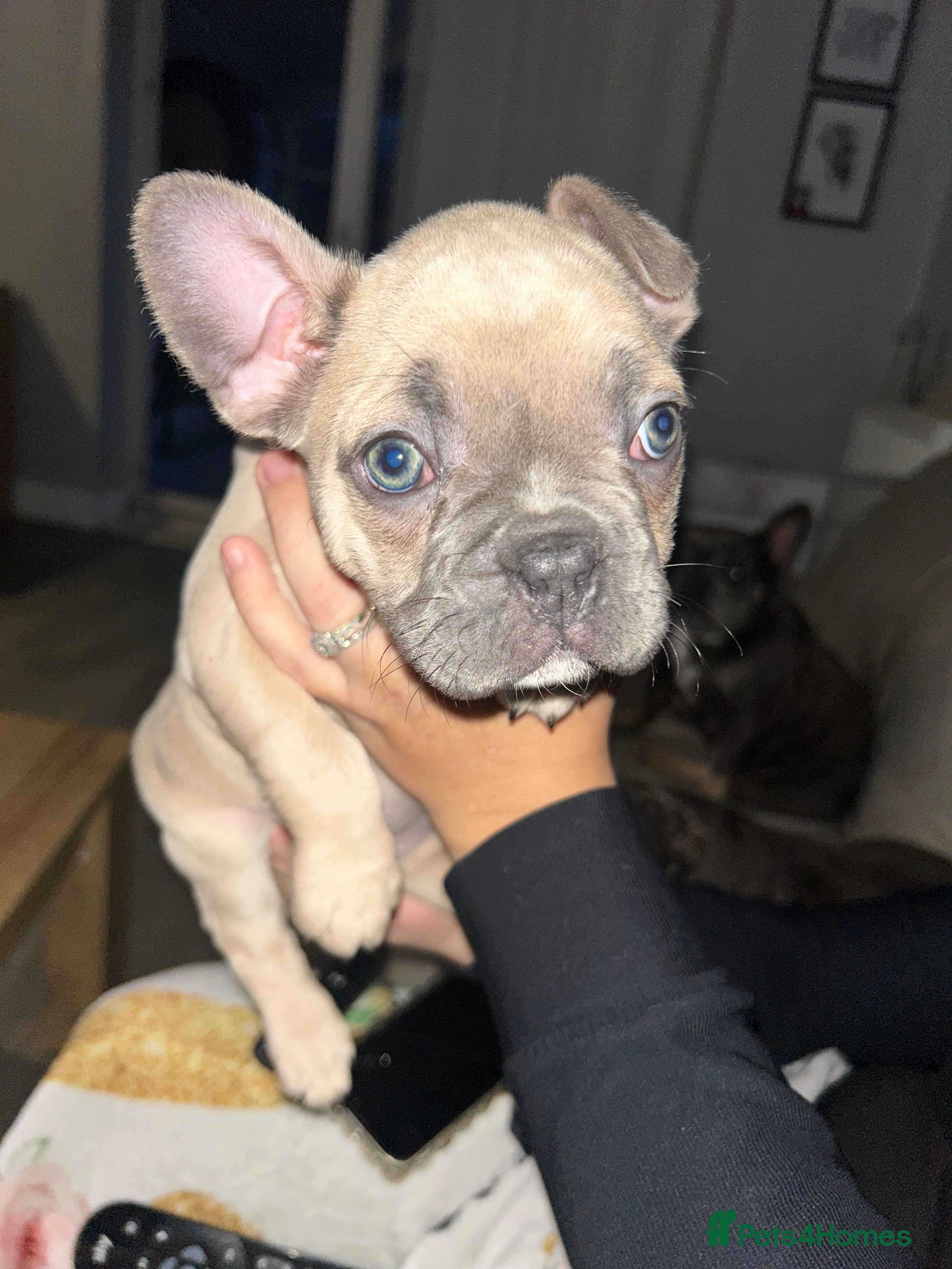 French Bulldog dogs *LAST ONE* Stunning French Bulldog Puppies  - Advert 2