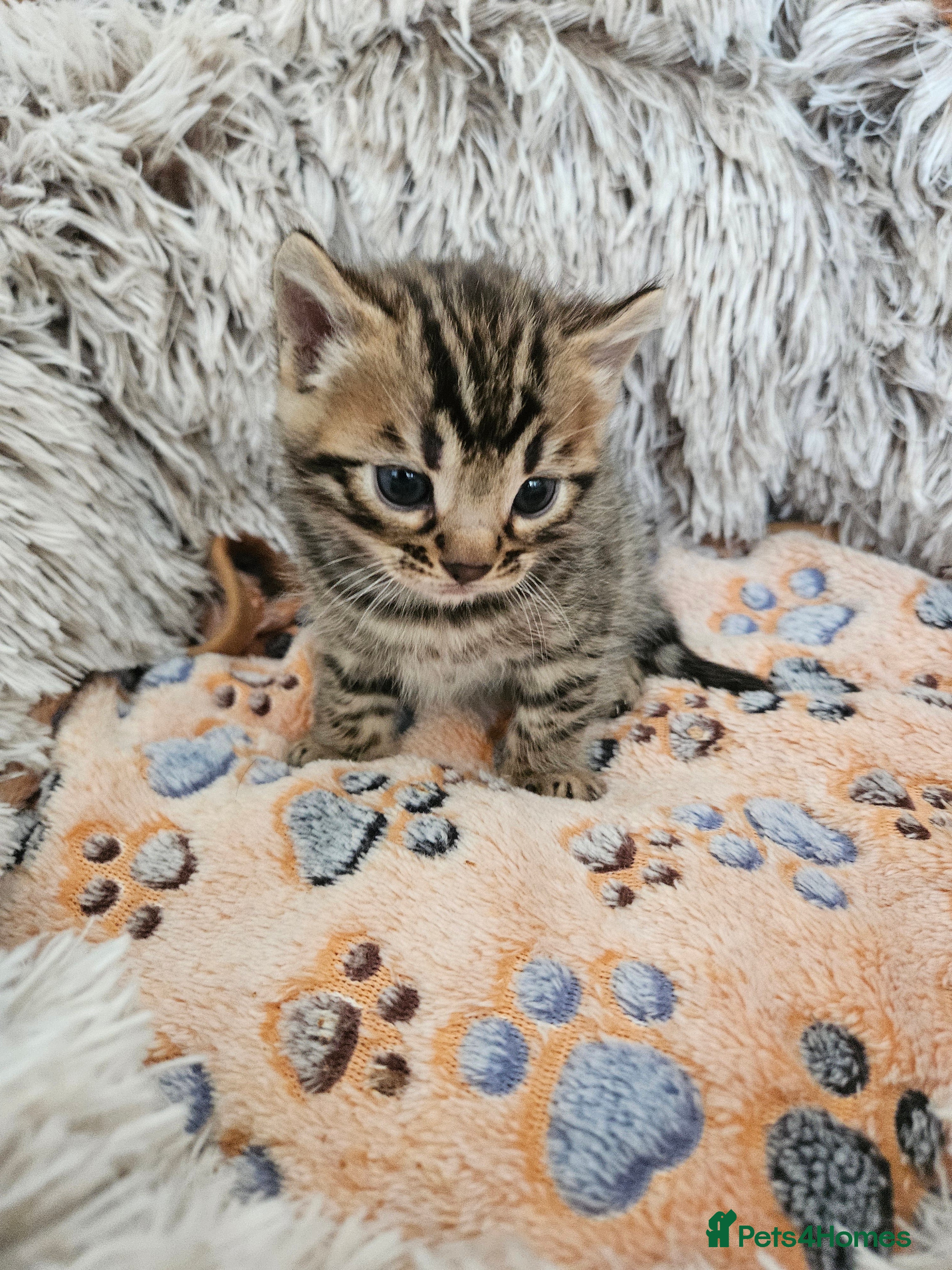 Bengal cats Stunning Bengal Kittens | TICA Registered - Advert 12