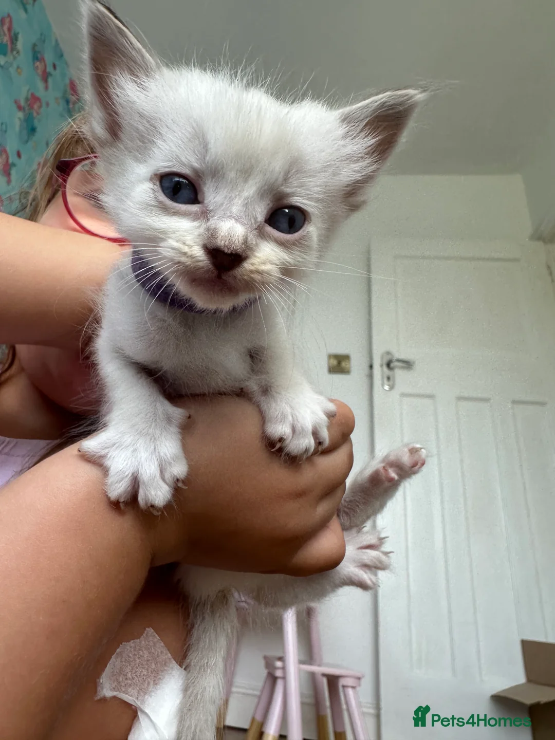 Ragdoll cats for sale: Ragdoll Kittens in Brighton - Advert 2