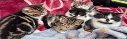 Mixed Breed cats for sale: 5 little kitten  - Advert 7