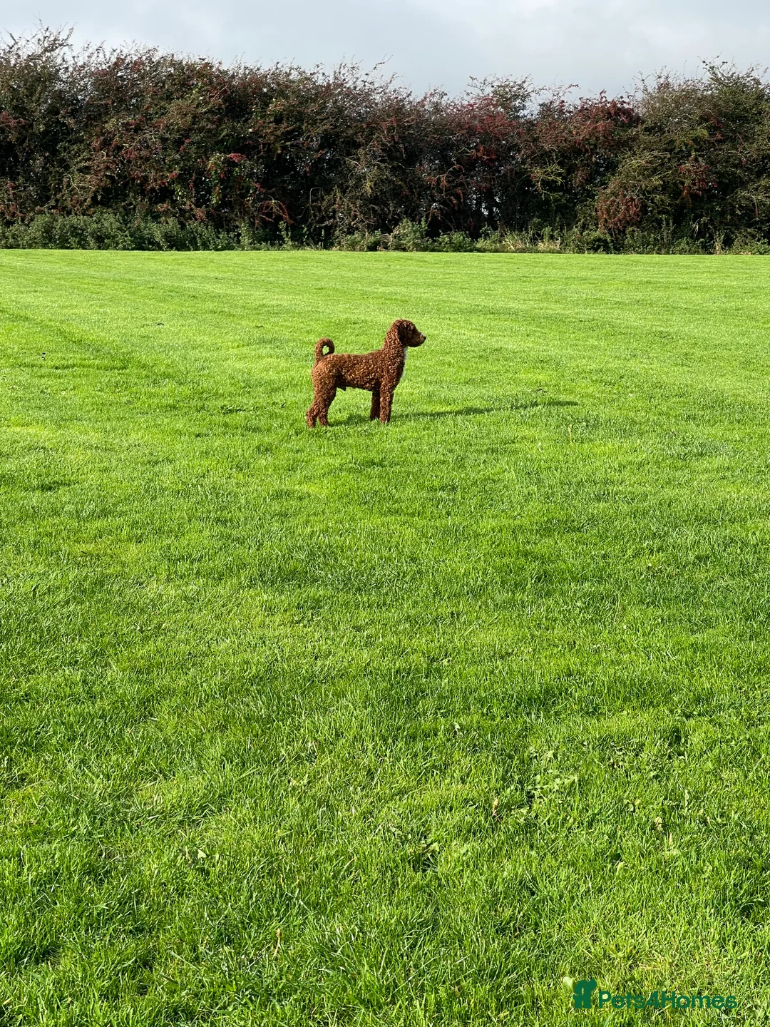 Miniature Poodle dogs for stud: Stunning Red & White Poodle for stud  in Driffield - Advert 5
