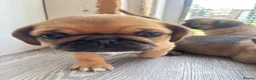 Mixed Breed dogs for sale: PUPPIESSSS in Huddersfield - Advert 16