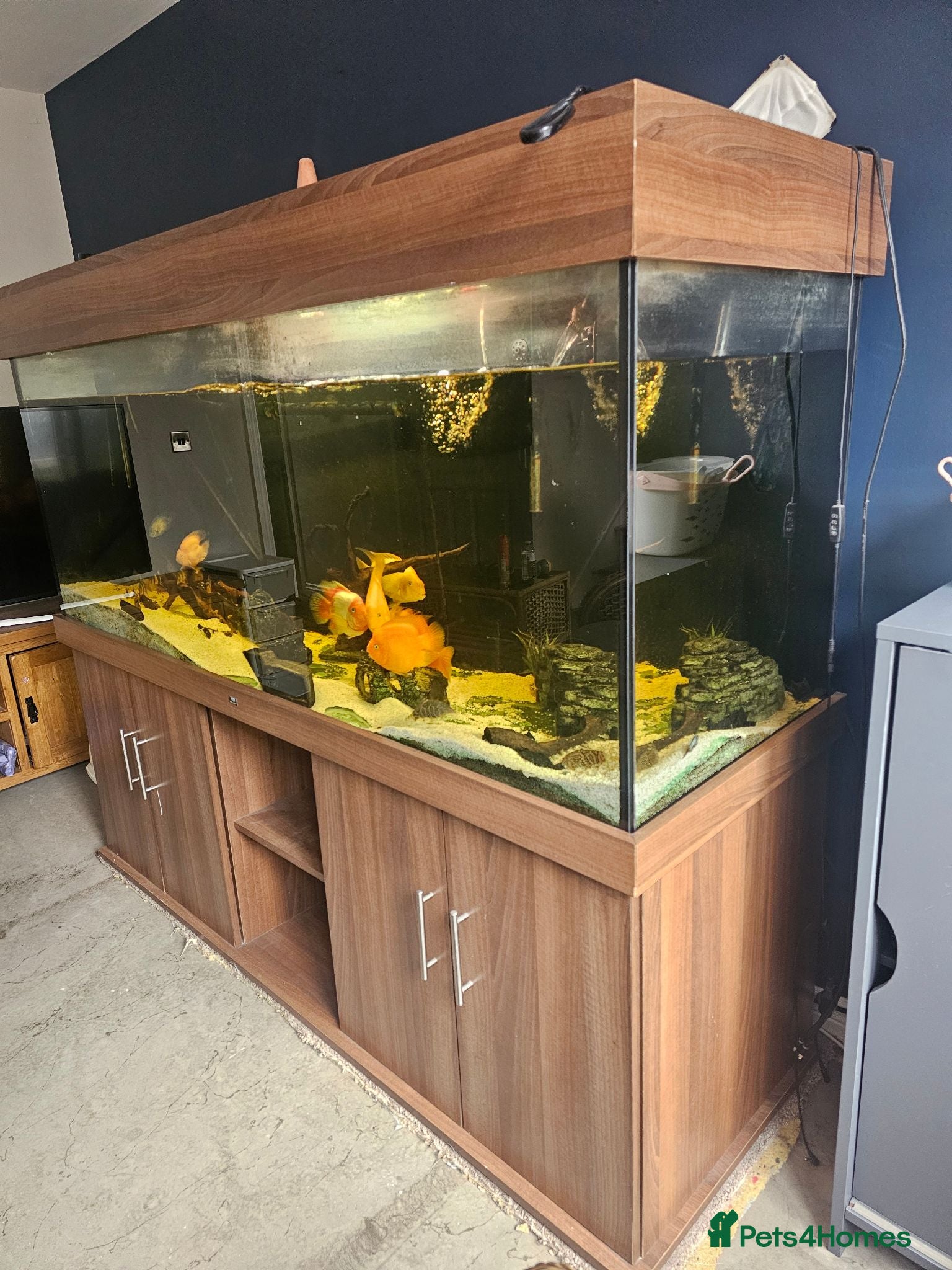 Cichlids fish 6ft tank and cichlids  - Advert 2