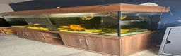 Cichlids fish for sale: 6ft tank and cichlids  - Advert 2