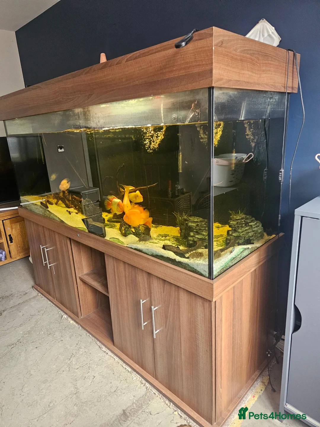 Cichlids fish for sale: 6ft tank and cichlids  - Advert 2