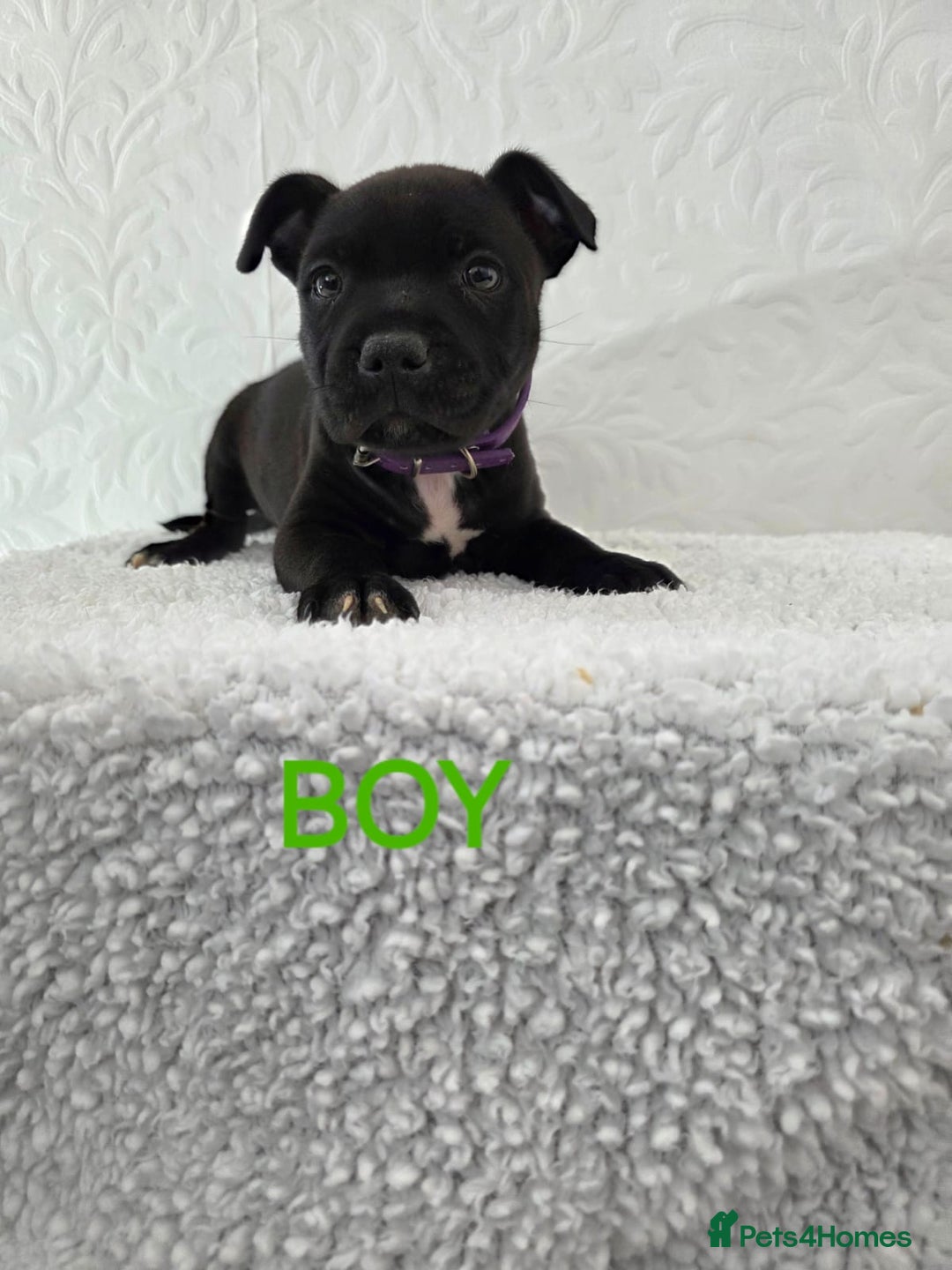 Staffordshire Bull Terrier dogs for sale: Kc reg black blue staffy puppies  - Image 9