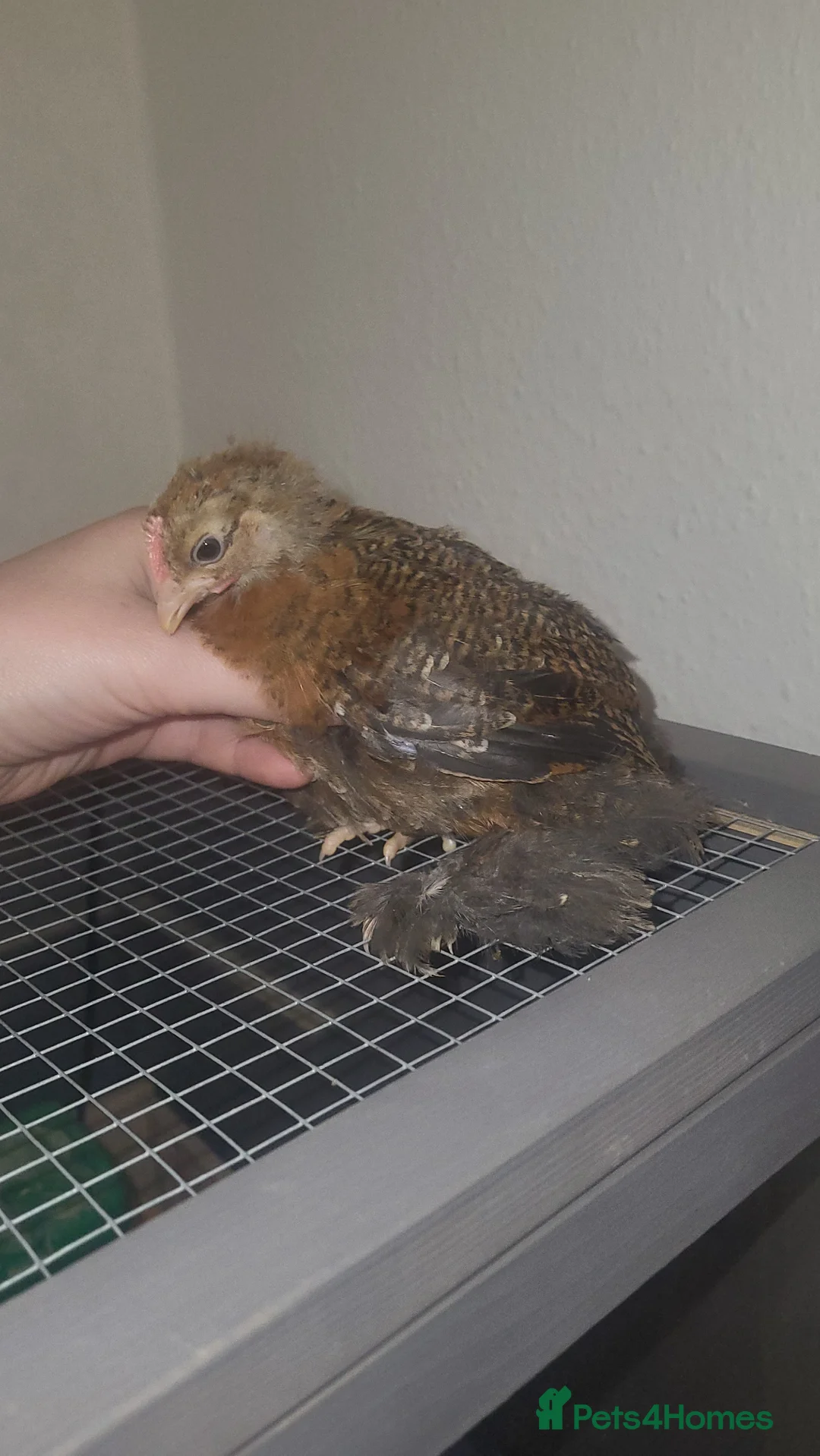 Chickens poultry for sale: Beautiful pekin chickens - Advert 3