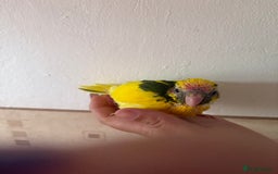 Parakeets birds for sale: Hand reared Kakariki  - Image 8