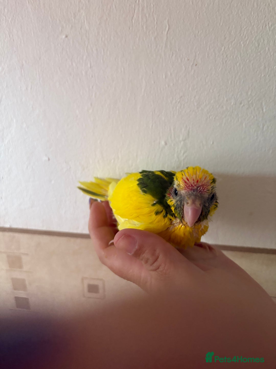 Parakeets birds for sale: Hand reared Kakariki  - Image 8